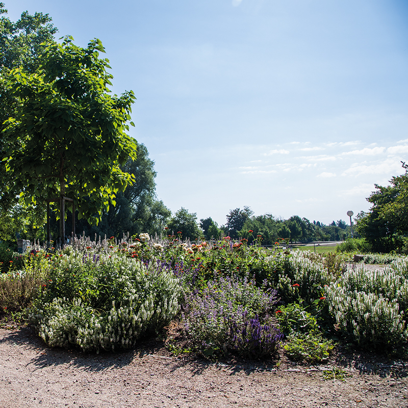 Die Friedrichsau – Ulms größter Park