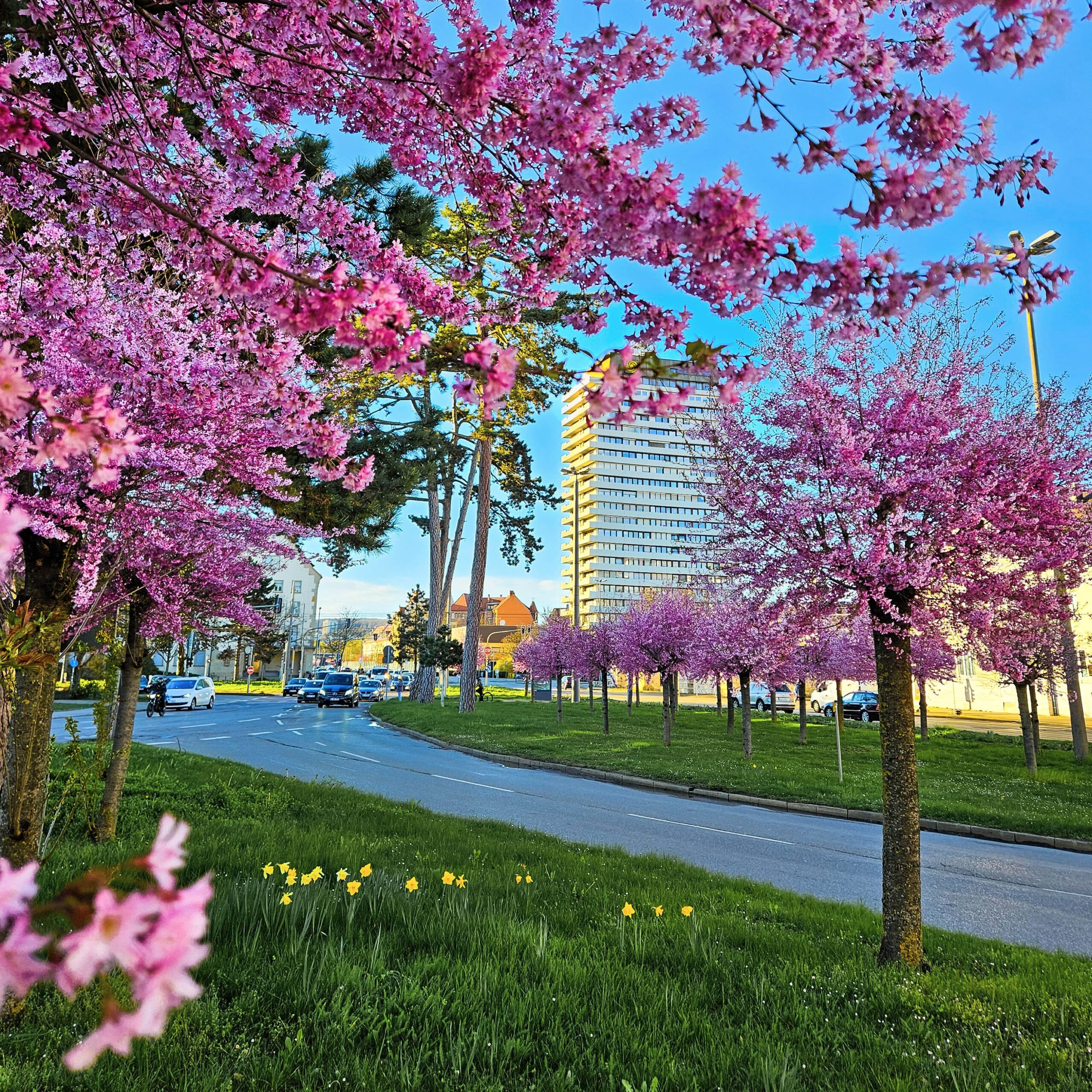 Frühlings-Fotocontest 📸