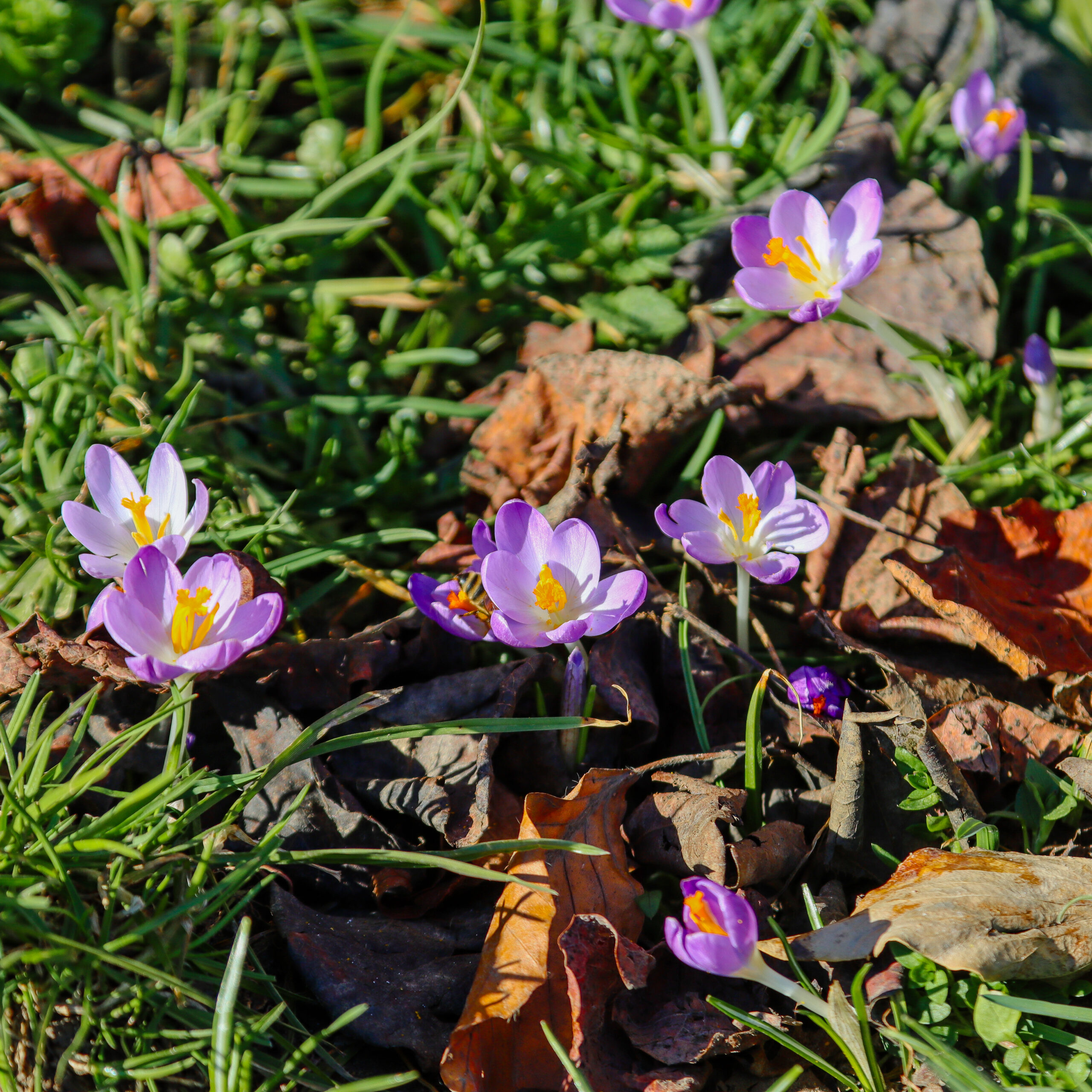 Sonne, Blumen, gute Laune – Zeig uns deinen Frühling! 🌷